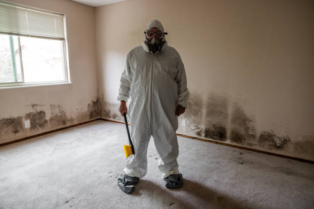 Trusted Hampstead, MD Mold Removal Experts